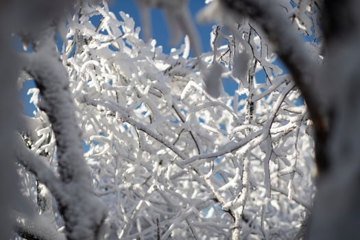 The trees are covered with a white layer and the sky is blue. Fairy tale landscape. photo