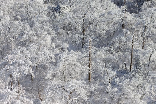 Mountain with the hoarfrost on the trees at Yongpyong Ski Resort, Mountain Winter South in Korea. photo