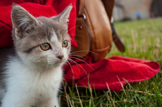 Little, homeless kitty photo