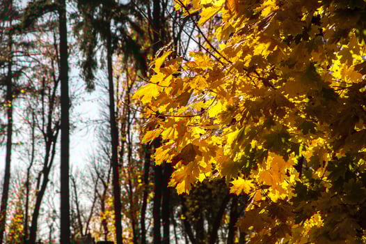 Tree with yellow leaves photo