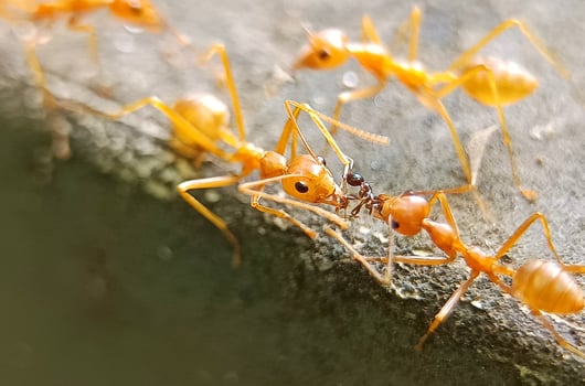 clustered weaver ants photo