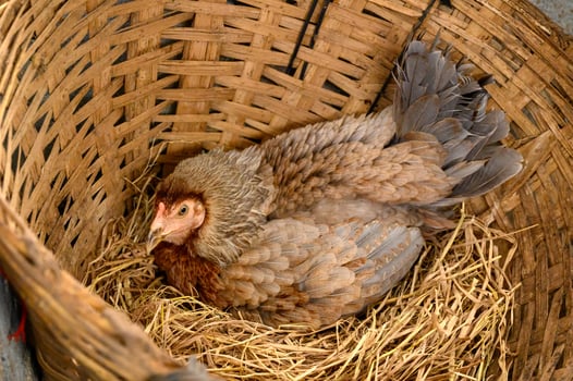 Hen are hatching on straw in livestock photo