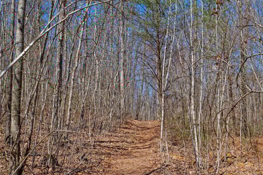 Wintertime through the forest photo