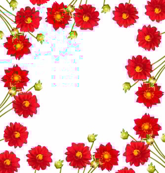 Floral natural composition. Colorful bright flower dahlia. nature photo