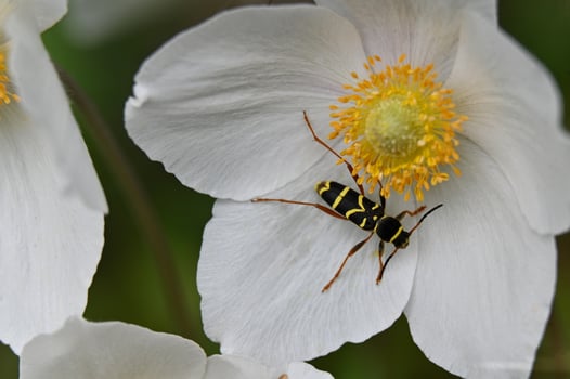 a yellow and black bug on a white flower photo