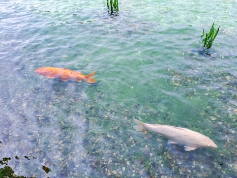 Big decorative fishes swimming in a pond in Wallenstein palace water warden photo