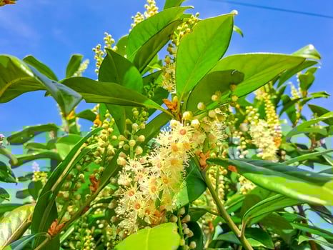 Florida fiddlewood, Spiny fiddlewood or Citharexylum spinosum bloom photo