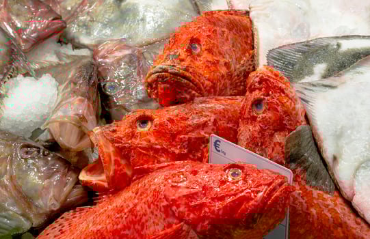 Close up Red Rock Cod or Scorpaena Cardinalis on ice for sale at the fish market. photo