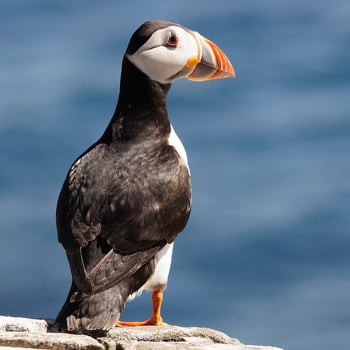 Tufted puffin Fratercula cirrhata, breeding colony at South Marble Island, Glacier Bay National Park, Alaska, United States of America, North America photo
