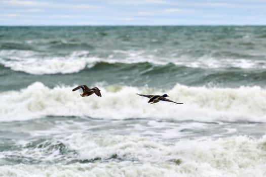 Two mallard ducks flying over sea water, landscape photo