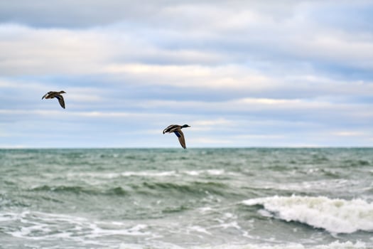 Two mallard ducks flying over sea water, seascape photo