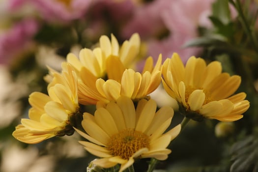 chrysanthemum in triple colors photo