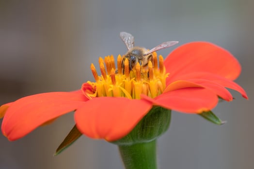 A pollinator on an orange flower growing in a spring garden. photo