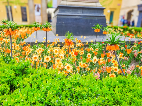 Fritillaria imperialis in full bloom, standing tall with grace and splendor photo