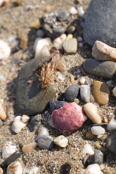 close up shells, stones on the beach photo