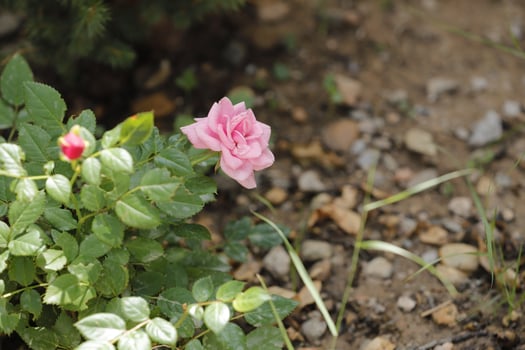 pink roses in the garden photo