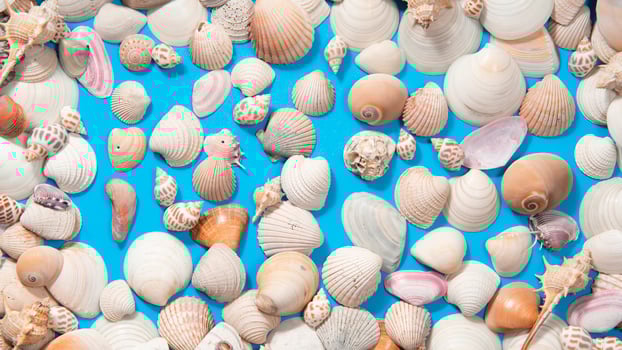 Sea shells and snails of different sizes and colors on a blue surface photo