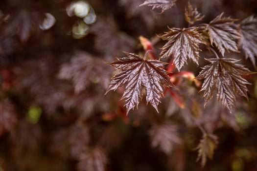 Red leaves of Japanese maple. photo