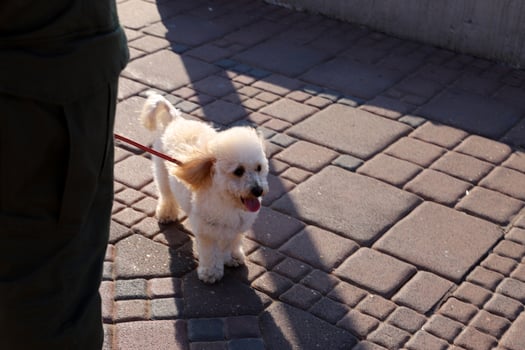 A dog on a walk in a city park on the shores of the Mediterranean Sea. photo