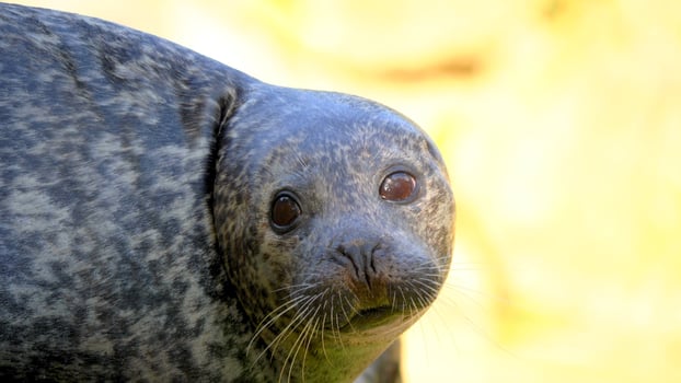 Beautiful seal in the sea photo