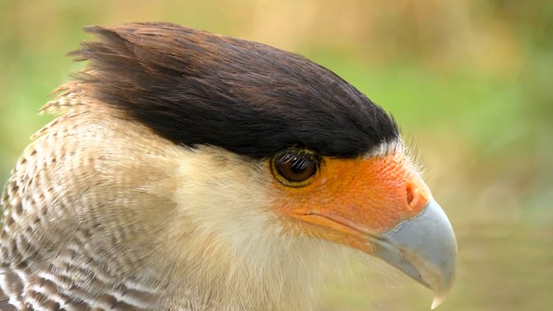Beautiful eagle in the jungle photo
