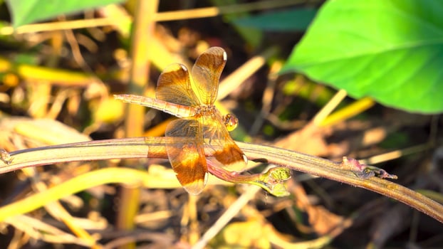 Beautiful insect in the jungle photo