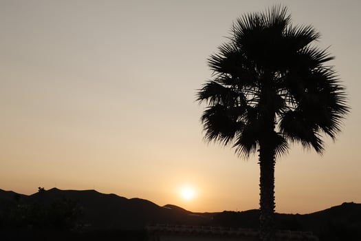 silhouette of mountains and palm tree,sunset in the mountains, spain photo