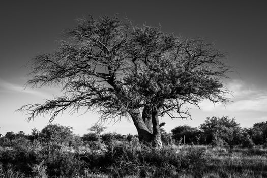 Majestic Calden. Tree of Patagonia. photo