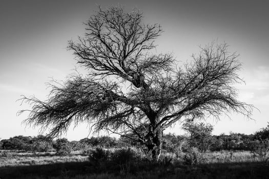 Majestic Calden. Tree of Patagonia. photo