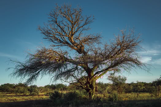 Majestic Calden. Tree of Patagonia. photo
