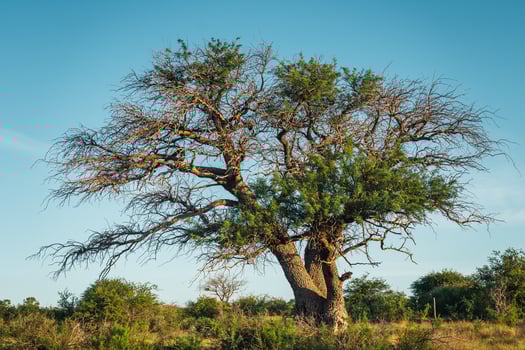 Majestic Calden. Tree of Patagonia. photo