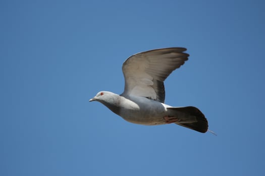 pigeon flying in blue sky photo