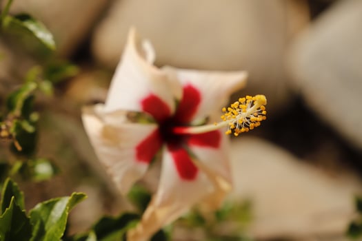 red white hibiscus flower photo