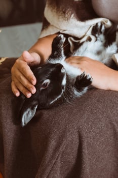 The black rabbit is lying on its back on the girl's lap. A girl strokes a rabbit photo