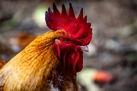 2023 10 14 Cogollo hen 19 photo