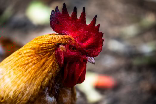 2023 10 14 Cogollo hen 17 photo