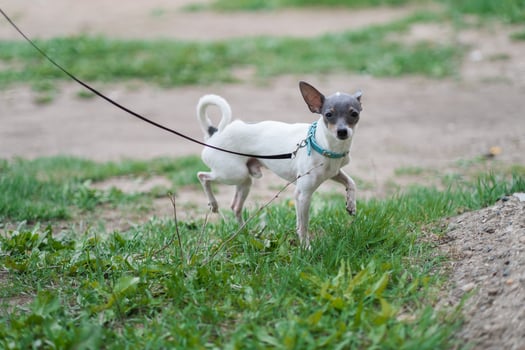 A small dog walks down the street on a leash photo