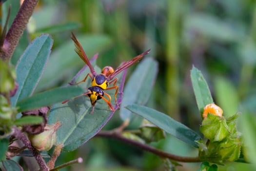 Yellow and black Potter Wasp or Delta campaniforme isolated. Wasps perch among the leaves. Graphic Resources. Animal Themes. Animal Close Up. Macro Photography photo