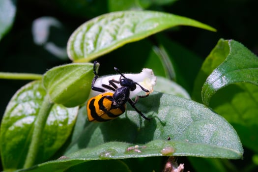 Yellow and black blister beetle perched. Blister beetle with leaves background. Graphic Resources. Animal Themes. Animal Closeup. Macrophotography photo