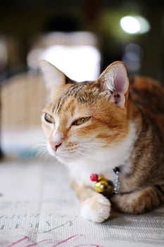 Cute orange cat lay down on the floor at home photo