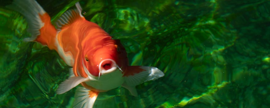 An orange koi fish opens its mouth while swimming in a green pond. photo