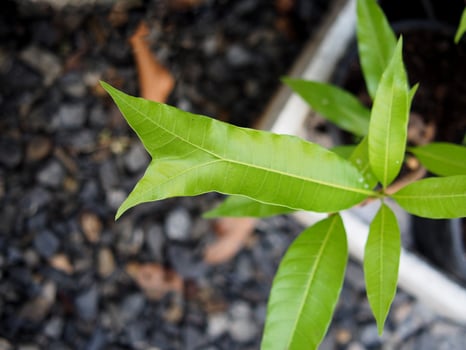 seeding young mango plants in house pott photo