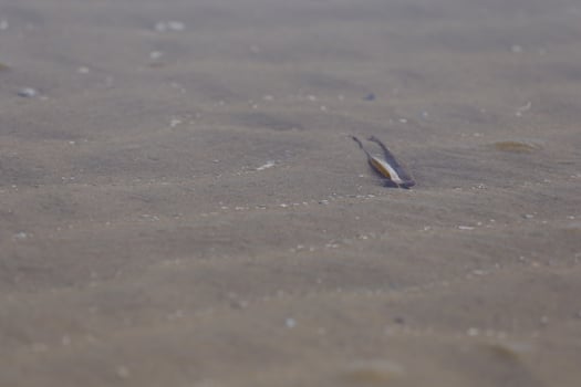 shells on the beach photo