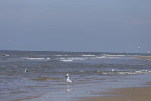 seagulls and other birds look for food at the sea, nature reserve photo
