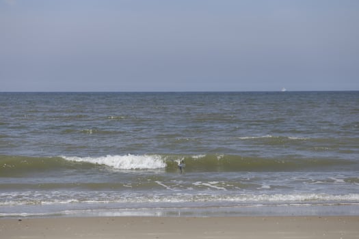 sea and beach in the netherlands photo