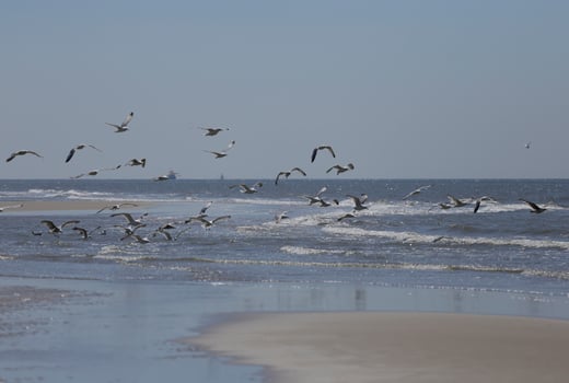 seagulls and other birds look for food at the sea, nature reserve photo