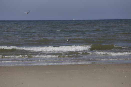 seagulls and other birds look for food at the sea, nature reserve photo