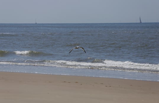 sailboat on the north sea, seen from the shore photo