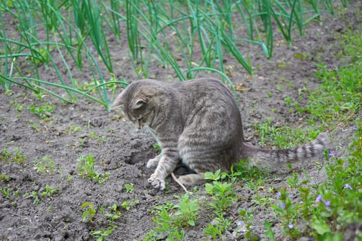 Cute gray cat walking in the garden beds photo