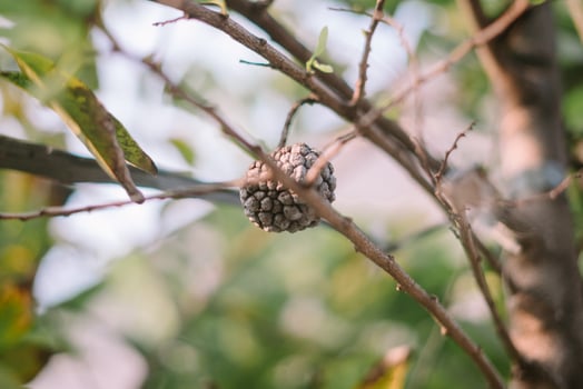 Overripe noni fruit clinging to the tree, its surface turned black over time, showcasing the natural process of maturity and decay in nature photo